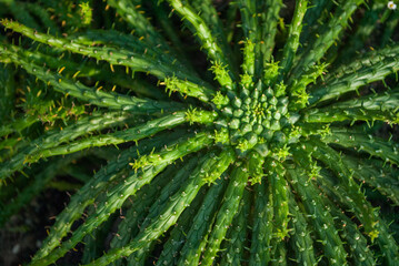 Center of the Euphorbia Gorgonis also known as Medusa Head plant, African succulent close up view