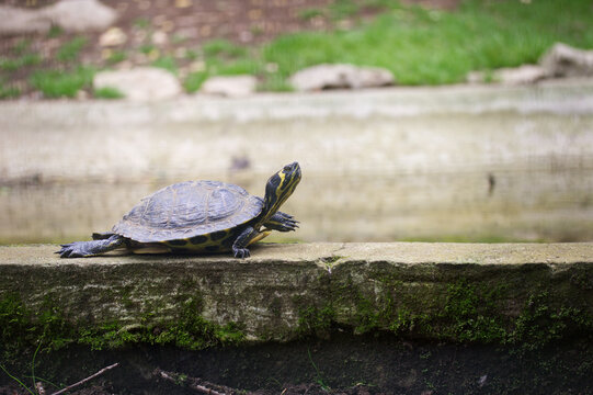 Gal&aacute;pago de Florida (Trachemys scripta) , gal&aacute;pago japon&eacute;s o gal&aacute;pago de orejas rojas corre por el borde de un estanque.