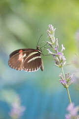 Mariposa tropical Heliconius melpomene posada en una espiga de lavanda. Es negra con franjas amarillas y rojas.
