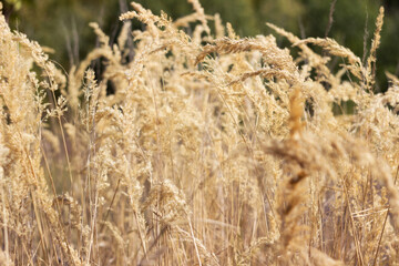 Field grass with beautiful and lush spikelets in the field. Flowering grass, summer plants. Background