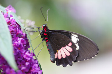 Mariposa tropical Parides Iphidamus. es negra con manchas rojas, rosadas y blancas.