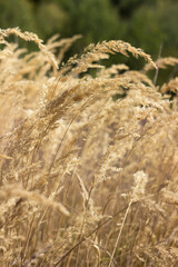 Obraz premium Field grass with beautiful and lush spikelets in the field. Flowering grass, summer plants. Background