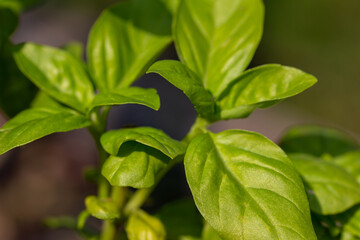 Macro abstract texture background of fresh green basil leaves on the plant with defocused background
