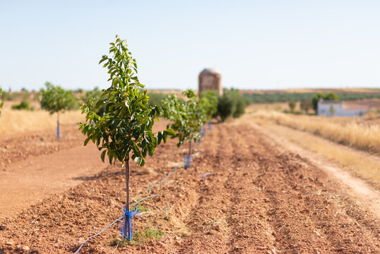 Young trees growing on agricultural field in countryside on sunny day in summer