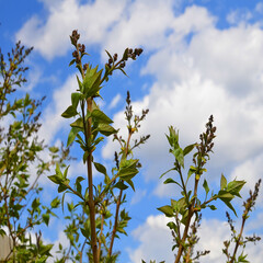 Spring, the month of may, the young shoots and swollen buds of the inflorescences.