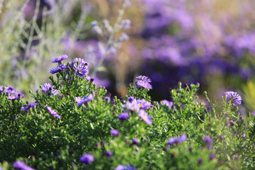 Obraz premium Hebrstblumen