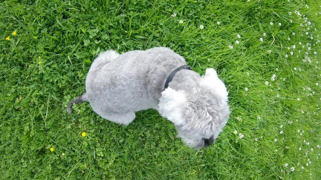 Top view of cute and beautiful baby dog. Adorable Schnauzer breed after haircut sitting on the grass while breathing and on alert.
