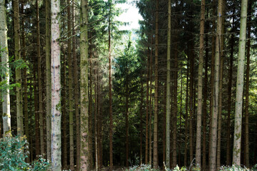 Wald gebiete in Sauerland  - obrazy, fototapety, plakaty