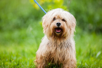 yorkshire terrier sitting on the grass