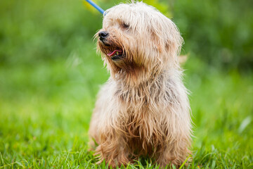 yorkshire terrier on the grass