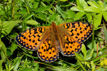 farfalla arancione (Boloria selene) sull'erba