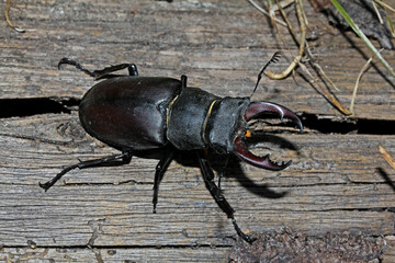 grande coleottero dall'aspetto minaccioso (cervo volante, Lucanus cervo)