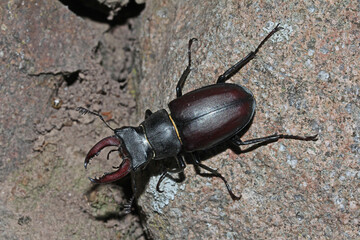 grande coleottero dall'aspetto minaccioso (cervo volante, Lucanus cervo)