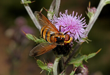 una mosca floricola (Volucella inanis) cerca il nettare su un cardo © gabriffaldi