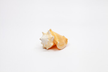 sea shell isolated on white