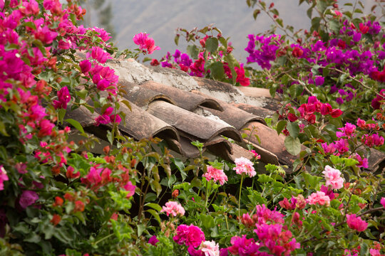 A tile roof with  bougainvillea flowers surrounding the tiles in Yucay, Peru.