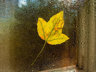 Bright fallen autumn leaf on window in raindrops. Abstraction, autumn background
