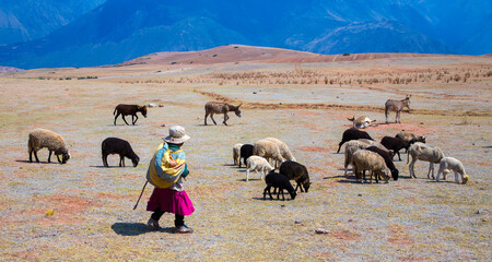 A woman shepard is moving Donkeys and sheep  to a new pasture near  Maras, Peru