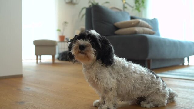 maltese havanese mix puppy waiting for food in the living room