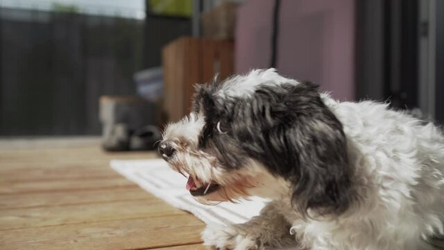 maltese havanese mix puppy resting and panting on the floor while enjoying the sun