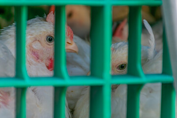 Farm hen in the cage for transport to the slaughterhouse
