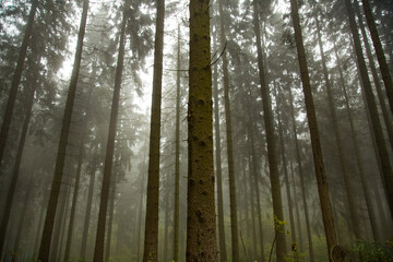 Obraz premium Wald in Sauerland 