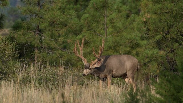 A huge mule deer buck with large velvet covered antlers feeds on leaves in Bandelier National Monument in New Mexico.