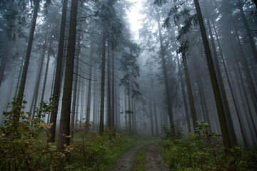 Obraz premium Wald in Sauerland 