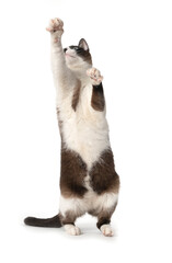 standing cat stretching with raised paw on white background