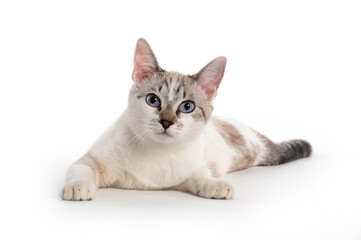 white cat with blue eyes lying down on white background