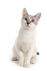 white kitten seated looking up on white background