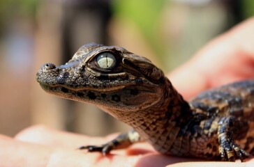 Baby broad-snouted caiman (Caiman latirostris) in hands, Iguazu National Park