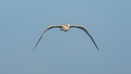 Seagull in Flight with wings spread wide