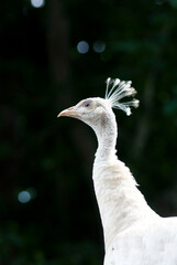 Peacock with Bokeh Background