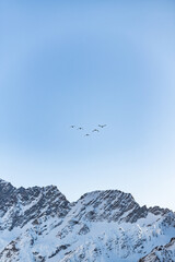 canada goose flying in the sky