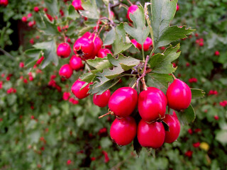 red berries on a bush, on a blurred background close-up of a branch with red hawthorn fruits and hawthorn leaves