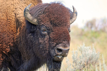 Buffalo portrait - North Dakota