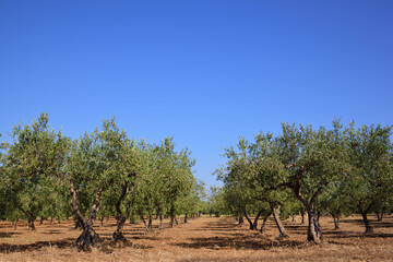 Many green olive trees form an avenue in an olive field, against a blue sky in Sicily