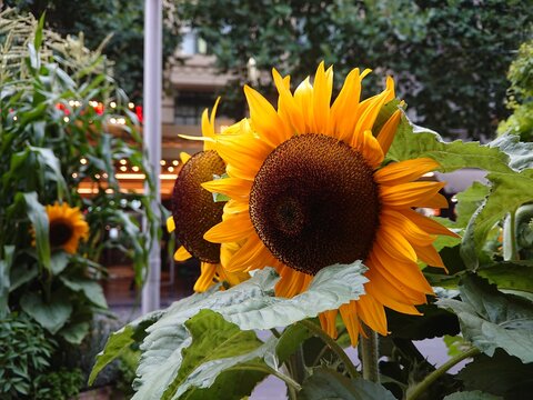 Public displays of sunflowers and other agricultural plants near Swanston Street