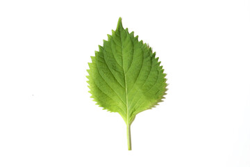 白背景の1枚の青ジソ