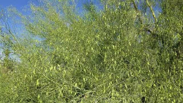 Immature green indehiscent legume fruits of Blue Palo Verde, Parkinsonia Florida, Fabaceae, native hermaphroditic tree on the fringe of Twentynine Palms, Southern Mojave Desert, Springtime.