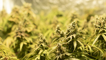 CBD cannabis flowers before harvest.