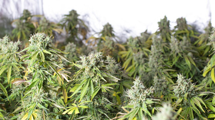 CBD cannabis flowers before harvest