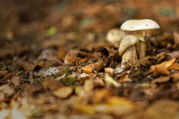 mushrooms in the forest