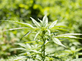 Photo of marijuana in a meadow among nettles with nice bokeh.
