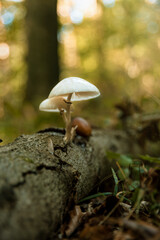 mushrooms in the forest