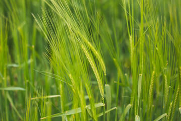 green barley fields in spring