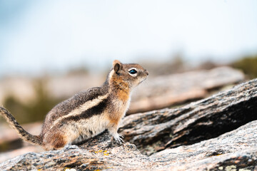 A cute Chipmunk runs about the Rocky Mountains outside of Denver Colorado