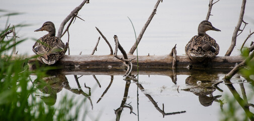 Two ducks on log on lake looking in opposite directions