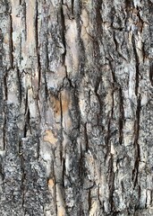Old grayish-brown bark texture